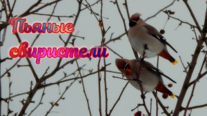 Пьяные свиристели