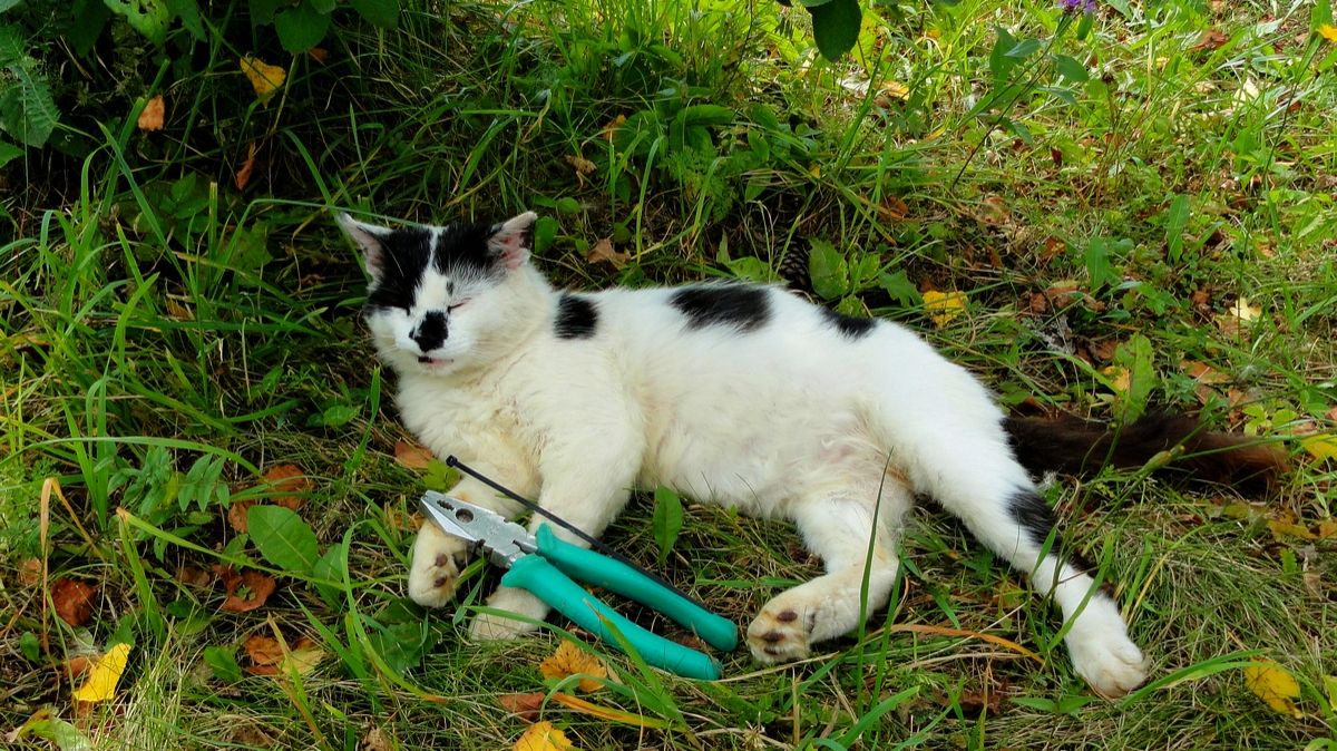 Май - август 2011 года ( слайд-шоу из моих фотографий )