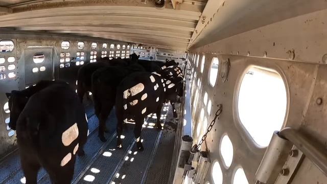 Loading 800 Pound Feeder Cows (ep.9)