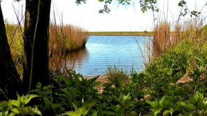 Звуки природы у воды: Пение птиц и проплывающие лодки | Для сна, релакса и медитации (Full HD)