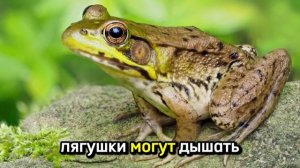 Лягушки
