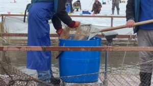 Запуск форели