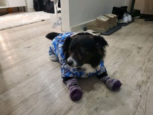 двлаоадвьаад