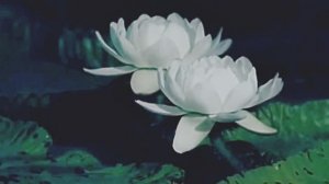 Звук природы. Сова снежная на болоте в тундре