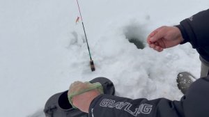 06.03.26 Очередной хвост на трупика