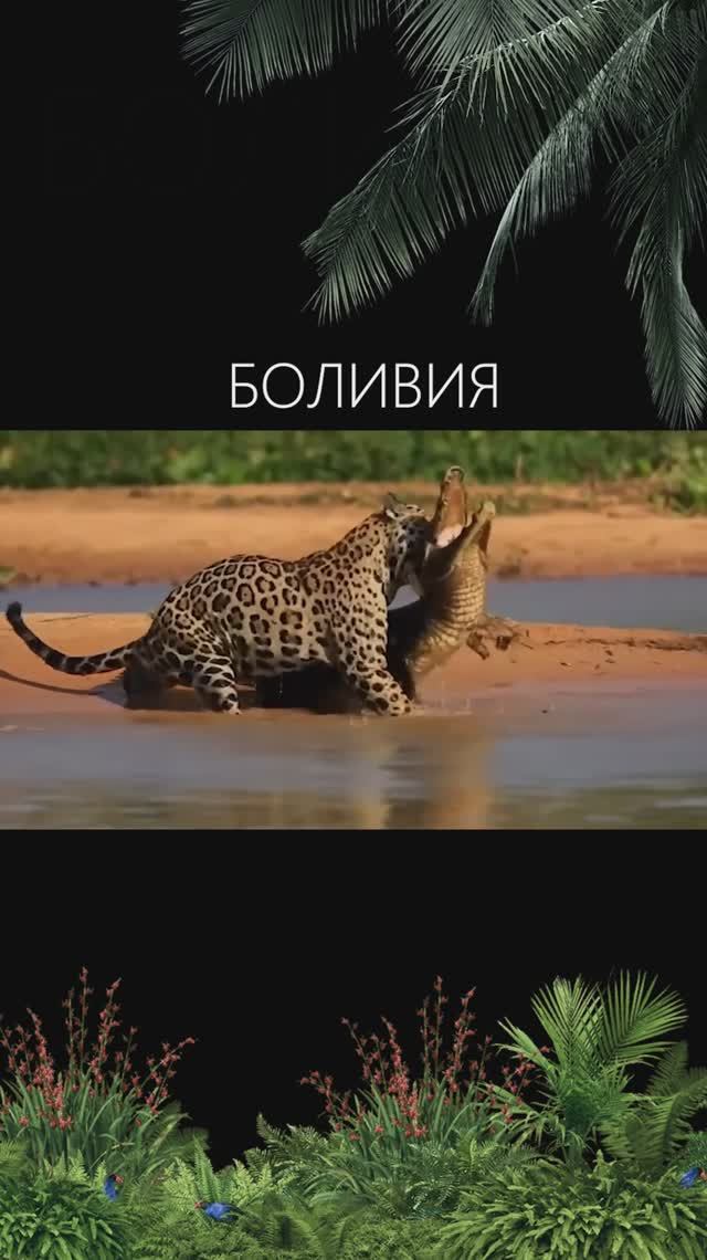 КОРОЛЬ ДЖУНГЛЕЙ! 😱
