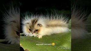 котогусеница 😽💗
.                               💗
.                                  💗