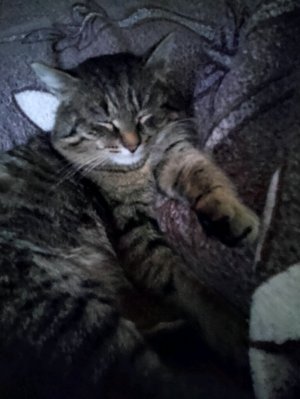 играю в майнкрафт