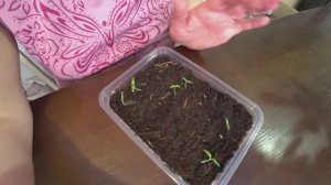 Когда пикировать рассаду томатов?