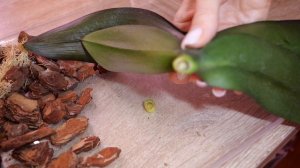 Гниют теперь не только корни, но и ствол. Реанимация орхидеи. Что умею, покажу.