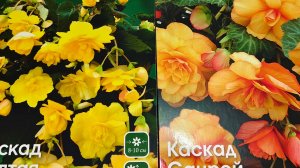 Как разбудить  клубни бегоний после покупки? #бегонии #клубнибегоний #какразбудитьклубнибегоний #сад