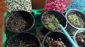 Весна.Всходы лобелии и колеусов.6.03.26г