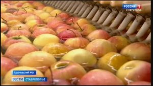 Какие яблоки по душе ставропольчанкам