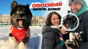 Опасный бездомный щенок проник в семью! Они еще не знали... Счастливая история.