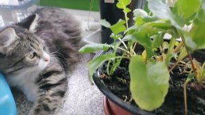 ✔️Редис на подоконнике, собираю урожай