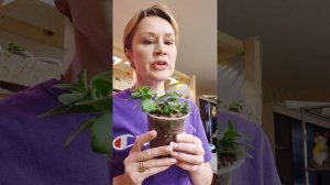 КАК ПРАВИЛЬНО ПРИЩИПНУТЬ ПЕТУНИЮ И КАЛИБРАХОА.2026