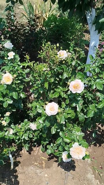 Роза шраб Шлосс Ойтин.