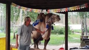 Верблюды тоже любят ласку