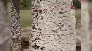 СЕКРЕТЫ ПЛАНЕТЫ ЗЕМЛЯ Большой документальный фильм