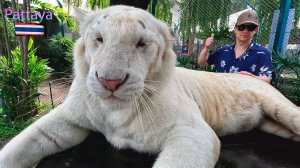 🇹🇭 Tiger park : Обзор , цены, путь, фото с тиграми 🇹🇭