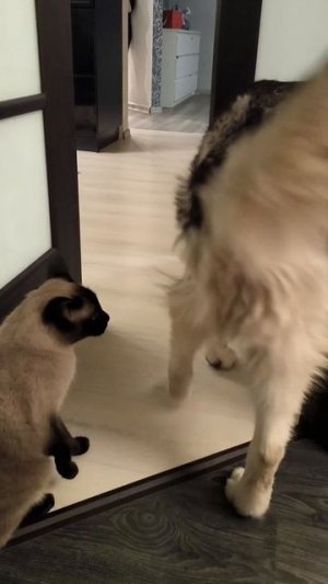 Кошачья непроходимость