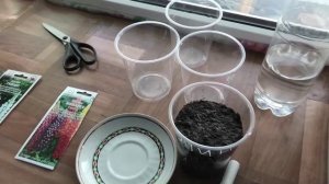 Первые всходы люпина