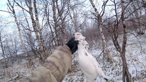 Зимняя охота на куропатку с Беретта а400. Трудовой трофей