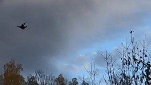 Шел на утку, а попал в тетерева! 🤯