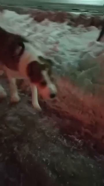 ⚡🆘САО Скаю 🍀 нужен ветимдин 💊❗Пост в описании  🎥 #собака #алабай #помощь #любовь