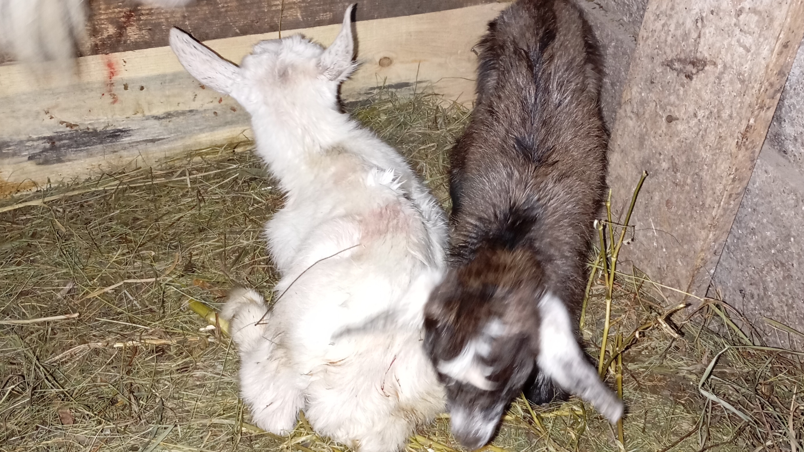 28.02.2026г. Сегодня у нас хорошая новость, у нас появились нежданые козлятки.