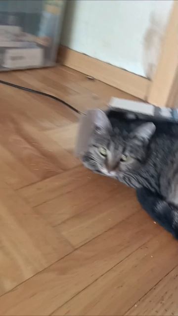 Все та же коробочка🤣