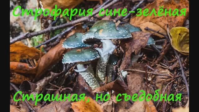 Страшная, но съедобная. Строфария сине-зелёная