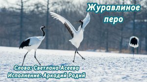 Журавлиное перо (песня под гитару)