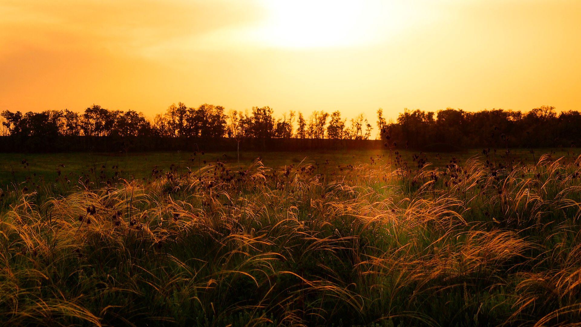 Ночная охота на волков.