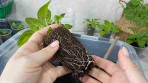 Первая перевалка петунии Тайдал. Когда это лучше делать.