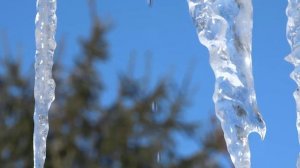 Вот так тают сосульки