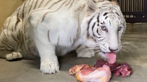 Завтрак белого бенгальского тигра в зоопарке
