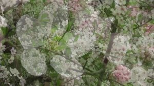 Черёмуха Ольга Чиморина