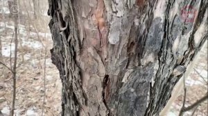 «По Уссурийскому краю». О сосне обыкновенной.