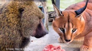 ШАНТАЖ РОККИ булками! Зачем мы чешем ему спину? Дочь хочет украсть у матери еду, но Мать не промах!