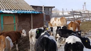 Убрали бычка/Озон вернул посылки/Весна на пороге