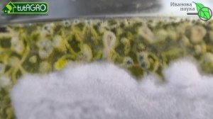 Лучшие санитары почвы. Зеленый монстр против грибков. Она беспощадна: сжирает врагов заживо!