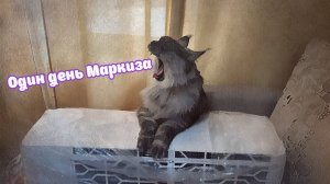 Как проводит свой день наш кот Маркиз .