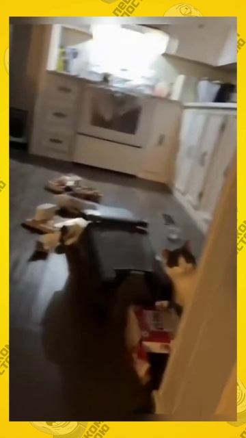 они наблюдают