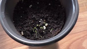 Первые всходы гипсофилы