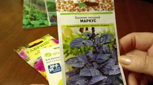 Посевная продолжается. Интересный факт о фиолетовом базилике