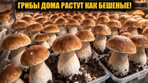 Сделай так и ГРИБЫ будут расти тоннами! Выращивание грибов дома
