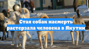 Стая собак насмерть растерзала человека в Якутии