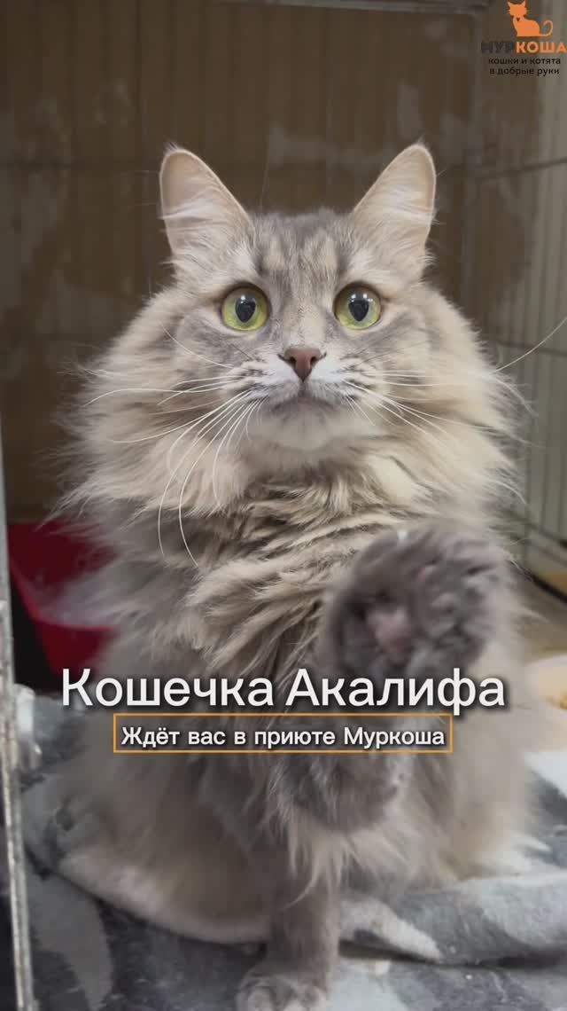 Акалифа ждёт вас в приюте #Муркоша