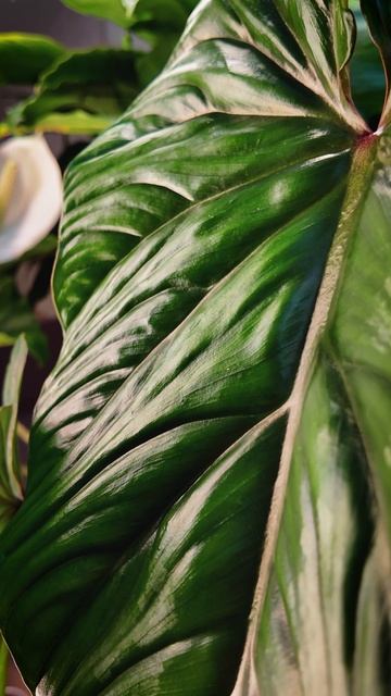 Новый лист Филодендрона Пловмани покорил своей шикарностью 💚 #комнатныерастения #филодендрон #зкс